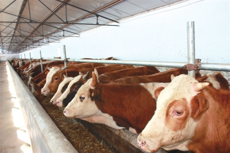 肉牛飼料