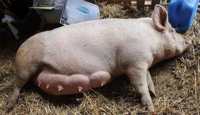 母豬飼料