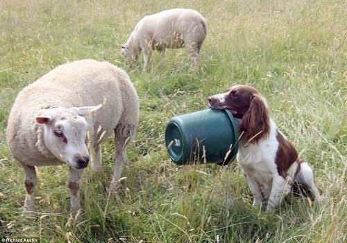 2、狗吃豬飼料有什么壞處？會發(fā)生什么？ 