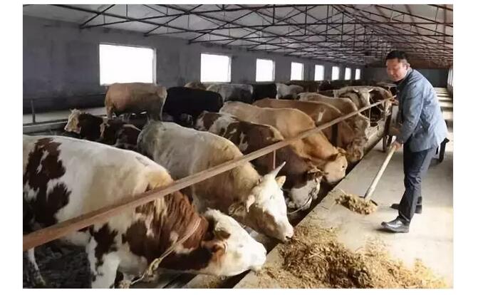 2、牛是草食性反芻動物，飲食需要以草料為主，那么牛吃什么才能長得最快呢？ 