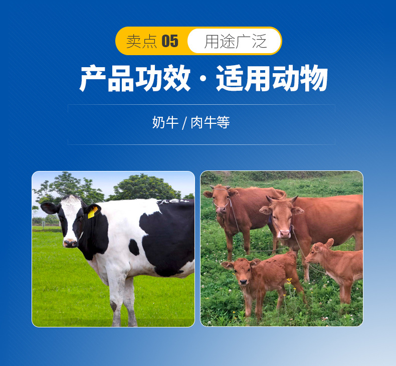 3、奶牛用青貯飼料生產(chǎn)的關(guān)鍵，奶牛用青貯飼料如何制作？ 