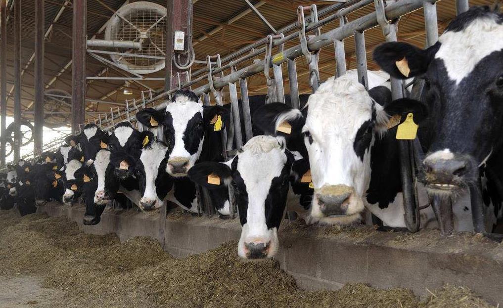 2、青貯飼料對奶牛的健康有哪些好處？ 